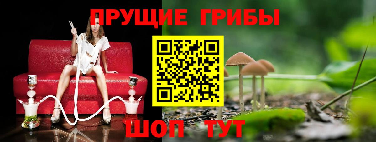 Сорочинск  Псилоцибиновые грибы GOLDEN TEACHER  Вход с VPN 